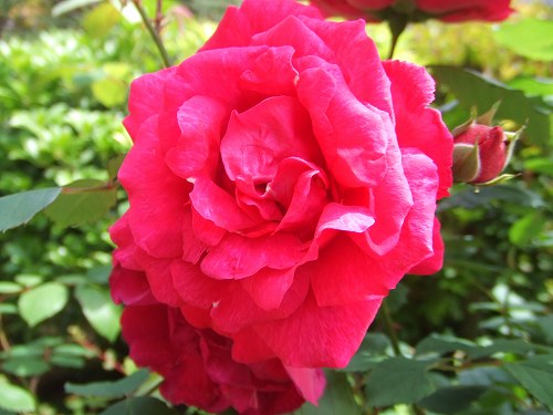 薔薇・赤１