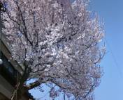 桜　池の川１