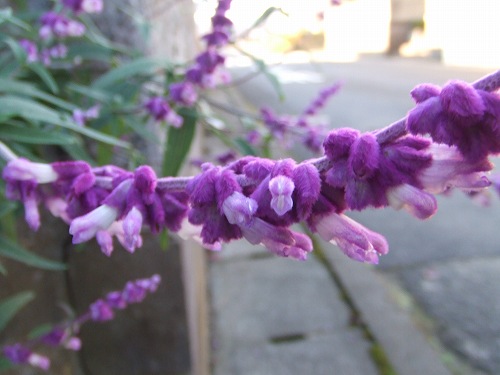 紫の花・アップ