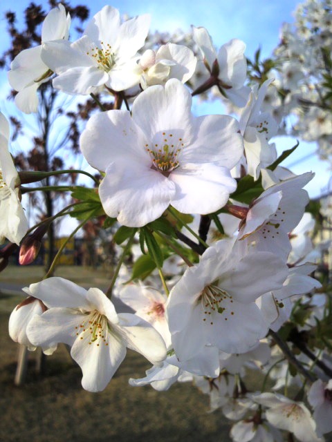 sakura