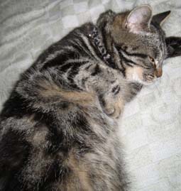 天花一歳の夏.壱