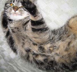 天花一歳の夏.弐