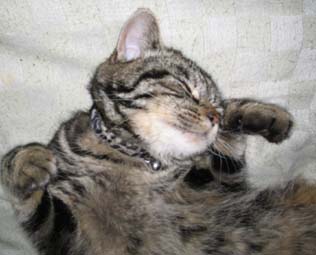 天花一歳の夏.四