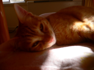 P1020781.jpg