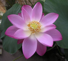 蓮ちゃん花1号2006/7/4