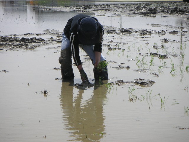 田植え２
