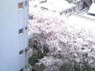 お花見ー隣の桜