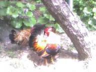 富貴楼のにわとり