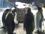 長崎ペンギン水族館２