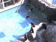 長崎ペンギン水族館３