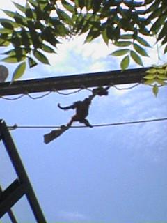 オランウータン空中散歩