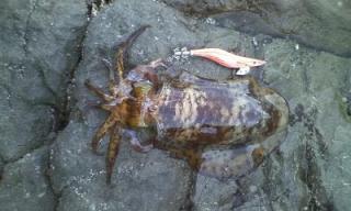 エギでの二杯目