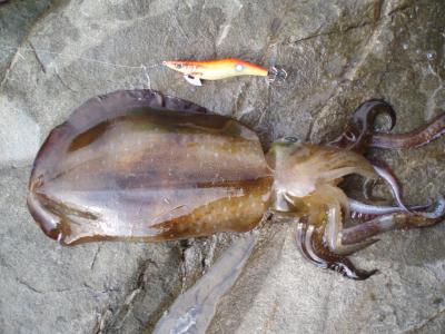 プロスペック Strike glow dot 3.5号 オレンジ/サイドホロ very Gold　1