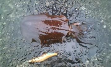 プロスペックにて…