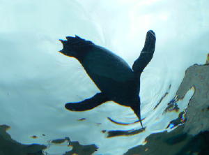 ペンギン 105.jpg