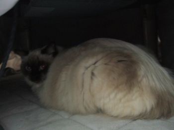 kotatsu