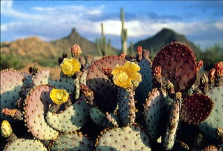 cactus1.jpg