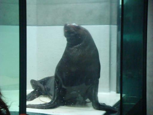 うみたまご　水族館