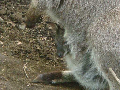 赤ちゃんが顔出してる＾＾