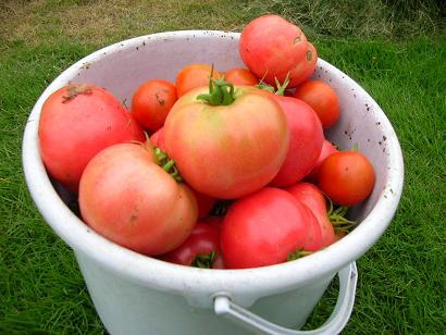 tomato.JPG