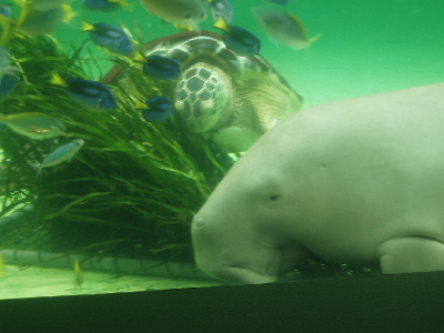 鳥羽水族館　ジュゴンと海カメ