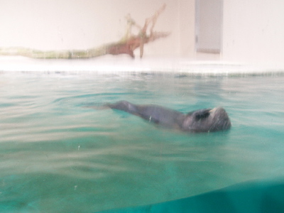 鳥羽水族館　ラッコ