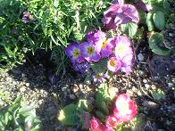 地中の庭の花