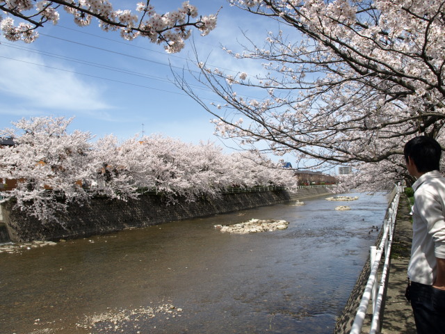 桜2　2010年