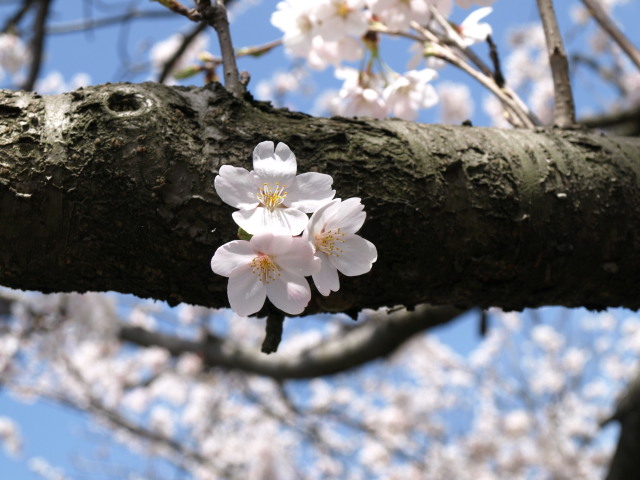 桜3　2010年