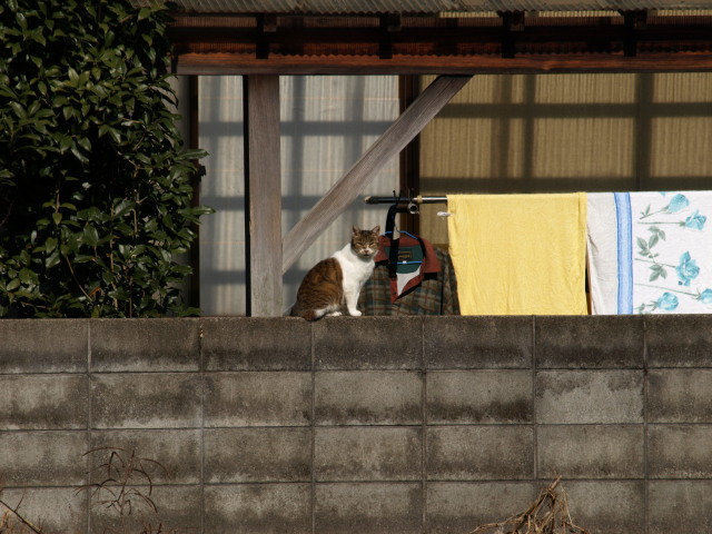 お陽様気持ちいい２