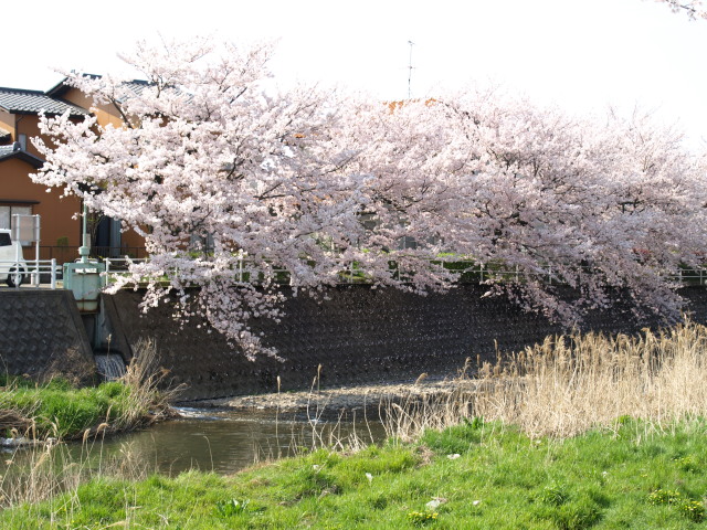 桜吹雪