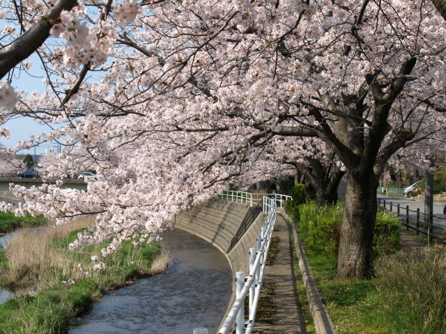 桜のトンネル