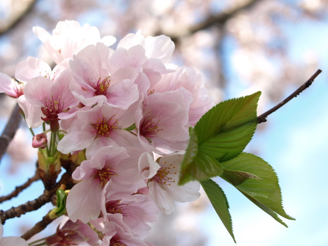 葉桜