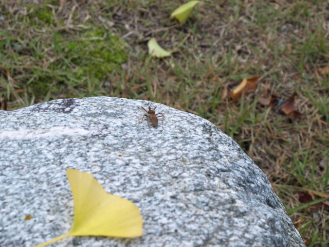 イチョウの葉と虫