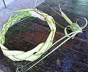 ﾌｧｲﾌｧｲヤシの葉