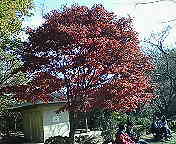 源氏山公園・紅葉