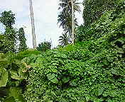 ﾌｧｲﾌｧｲ洞窟探検