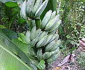 ﾌｧｲﾌｧｲバナナ