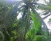 ﾌｧｲﾌｧｲヤシの木