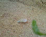 ﾌｧｲﾌｧｲヤドカリ