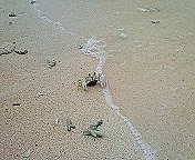 ﾌｧｲﾌｧｲ白いカニ