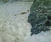 ﾌｧｲﾌｧｲﾊﾟｳﾀﾞｰﾋﾞｰﾁ