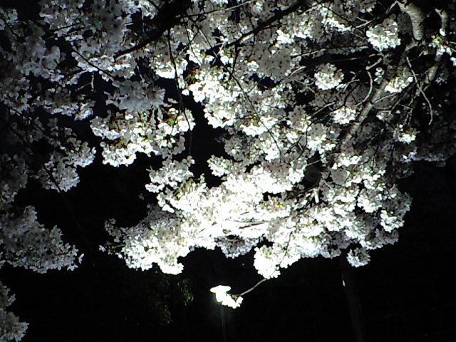 夜桜