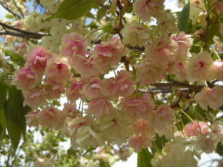 桜の通り抜け2008