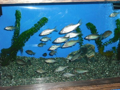 日淡
