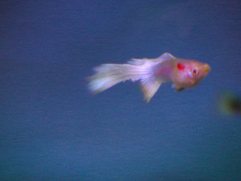 尾が欠けたアルビノ