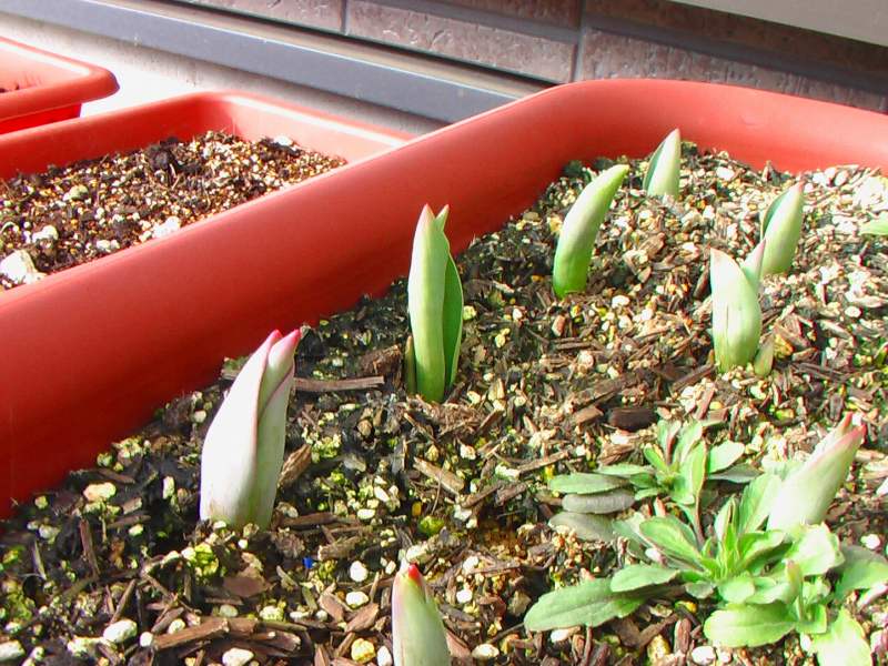 2006年2月：チューリップ