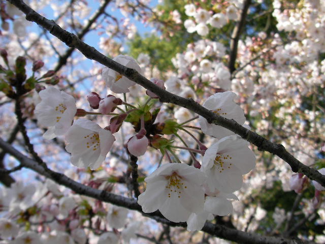 SANY0076.JPG