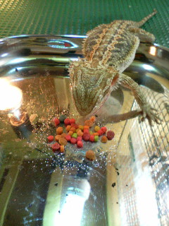 フトアゴフード１