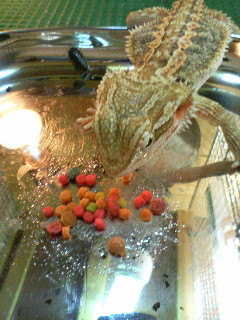 フトアゴフード2